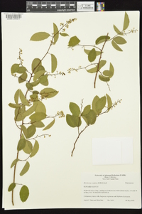 Berchemia scandens image