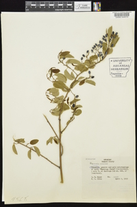 Berchemia scandens image