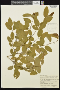 Berchemia scandens image