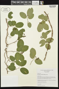 Berchemia scandens image