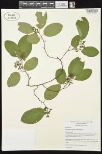 Berchemia scandens image