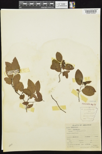 Berchemia scandens image