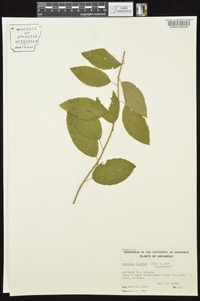 Berchemia scandens image