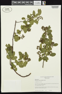 Berchemia scandens image