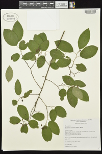 Berchemia scandens image