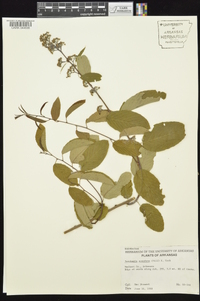 Berchemia scandens image