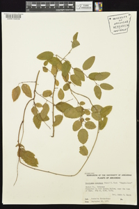 Berchemia scandens image