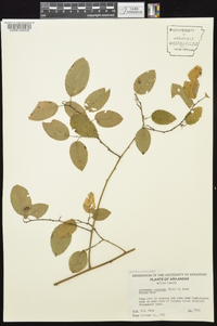 Berchemia scandens image