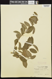 Berchemia scandens image