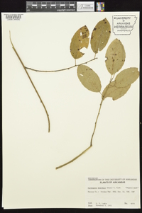 Berchemia scandens image