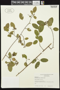 Berchemia scandens image