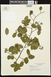 Berchemia scandens image