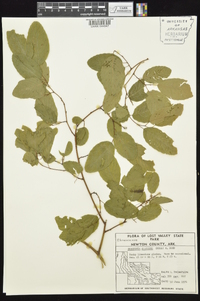 Berchemia scandens image