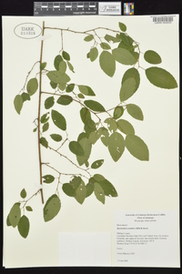 Berchemia scandens image