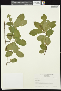 Berchemia scandens image