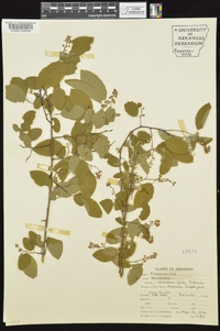 Berchemia scandens image