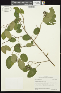 Berchemia scandens image