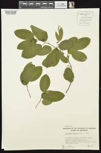 Berchemia scandens image