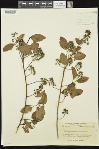 Berchemia scandens image