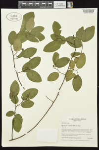 Berchemia scandens image