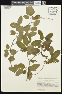 Berchemia scandens image