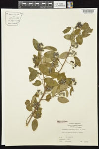 Berchemia scandens image