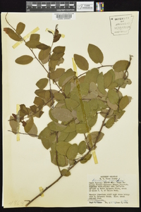 Berchemia scandens image