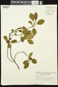 Berchemia scandens image