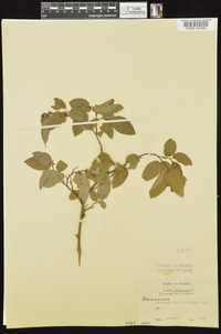 Berchemia scandens image