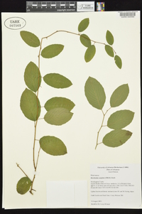 Berchemia scandens image