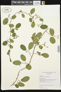 Berchemia scandens image