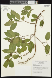 Berchemia scandens image