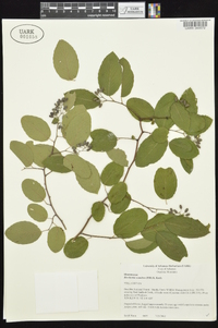 Berchemia scandens image