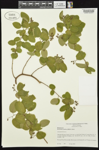 Berchemia scandens image