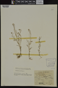 Cardamine parviflora image