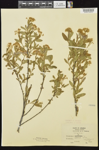 Ceanothus herbaceus image