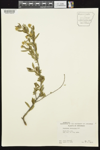 Ceanothus herbaceus image