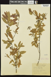 Ceanothus herbaceus image