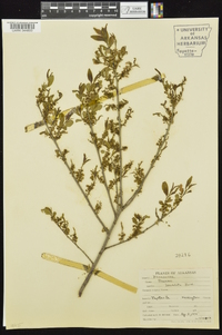 Rhamnus lanceolata image