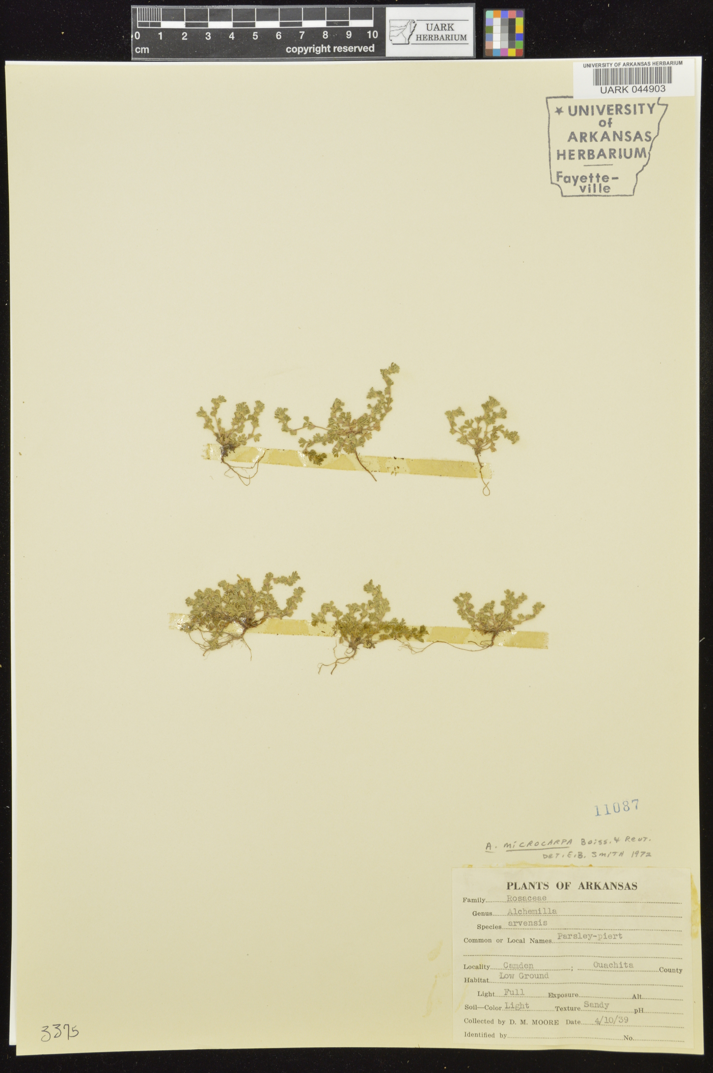 Aphanes microcarpa image