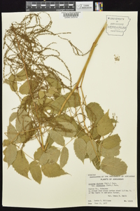 Aruncus dioicus var. pubescens image