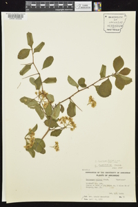 Crataegus berberifolia image