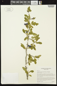 Crataegus brachyacantha image