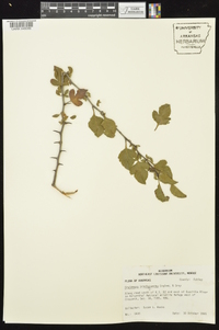 Crataegus brachyacantha image