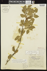 Crataegus brachyacantha image