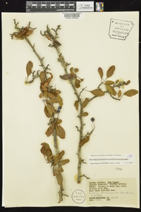 Crataegus brachyacantha image