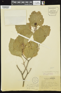 Crataegus calpodendron image