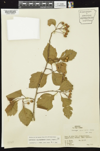 Crataegus calpodendron image