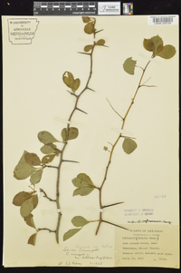 Crataegus crus-galli var. bellica image
