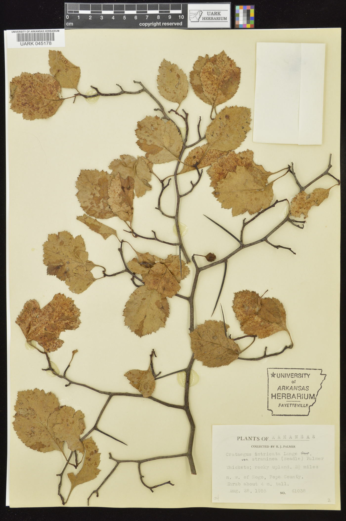 Crataegus intricata image